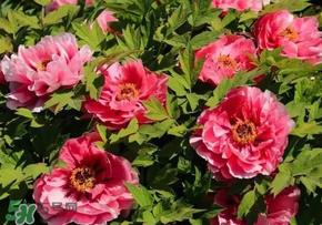 五月份还有牡丹吗？五月份牡丹花还开吗？