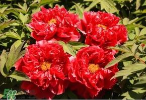 五月份还有牡丹吗？五月份牡丹花还开吗？