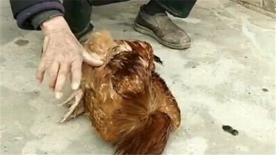 ​鸡前面画直线什么原理 鸡为什么看到直线会被催眠