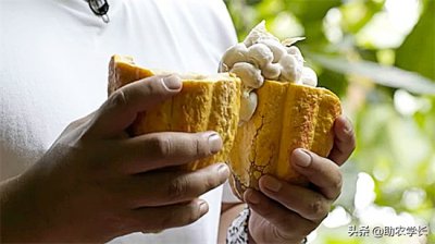 ​可可粉是什么原料制成的（巧克力的制作原料，原来是一种热带果树，结出来的果