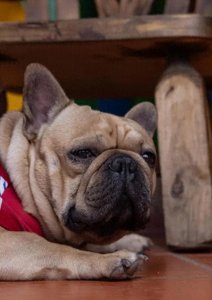 ​夏天狗狗不吃东西，背后的原因你知道吗？