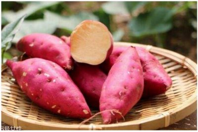 ​秋季养生薯类选择是王道 营养健康一级棒