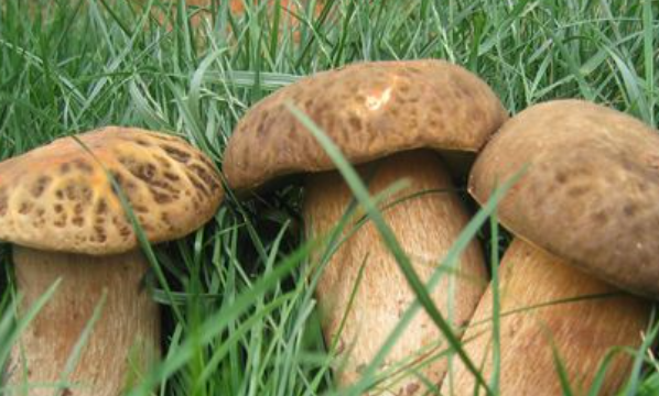 野生菌如何长时间保存,野生菌怎么长期保存 野生菌如何保存图2