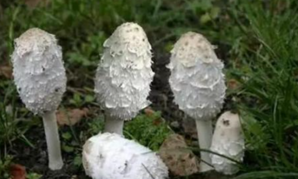 野生菌如何长时间保存,野生菌怎么长期保存 野生菌如何保存图4