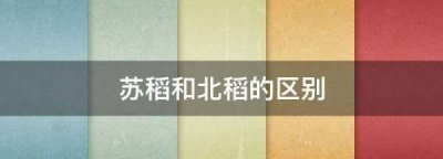​苏稻和北稻的区别,稻香村苏稻和北稻区别