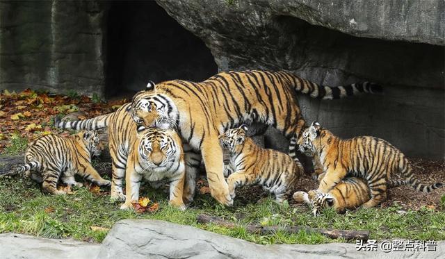 老虎体型多大（老虎作为百兽之王）(4)