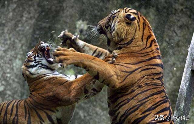 老虎体型多大（老虎作为百兽之王）(9)