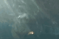 老虎体型多大（老虎作为百兽之王）(3)