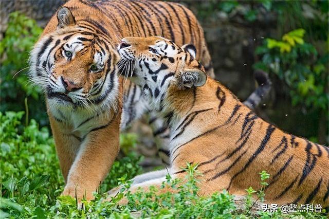 老虎体型多大（老虎作为百兽之王）(11)