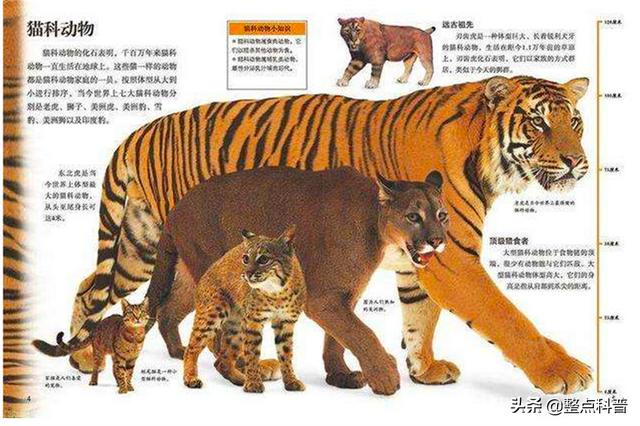 老虎体型多大（老虎作为百兽之王）(7)