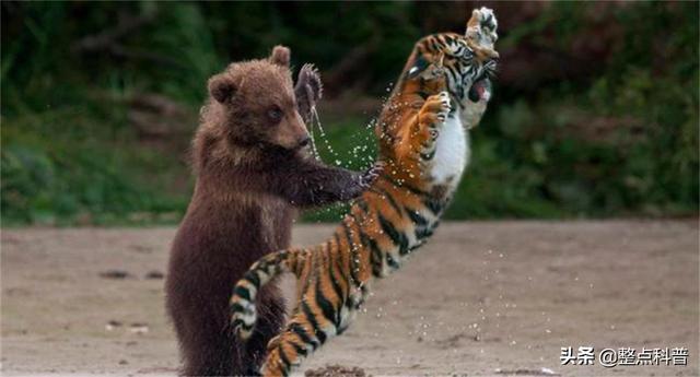 老虎体型多大（老虎作为百兽之王）(16)