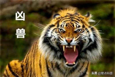 ​老虎体型多大（老虎作为百兽之王）