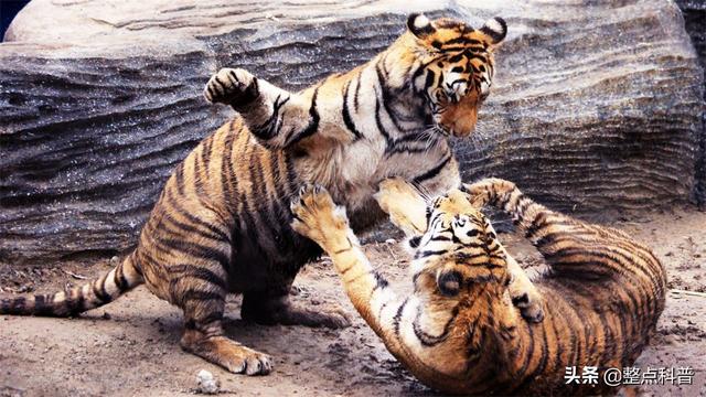 老虎体型多大（老虎作为百兽之王）(2)