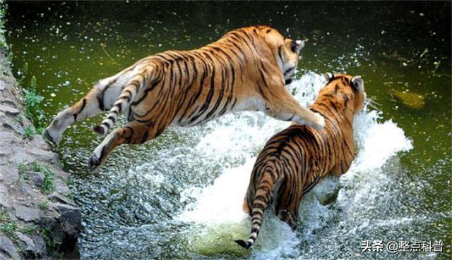 老虎体型多大（老虎作为百兽之王）(10)