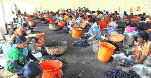 为什么我们买到的腰果都不带壳（终于知道买到的）(10)