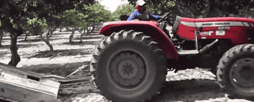 为什么我们买到的腰果都不带壳（终于知道买到的）(6)