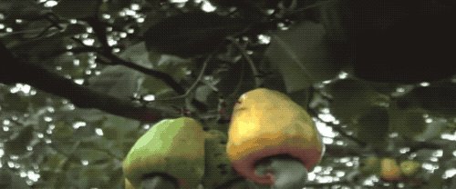 为什么我们买到的腰果都不带壳（终于知道买到的）(5)