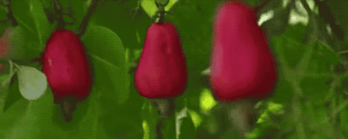 为什么我们买到的腰果都不带壳（终于知道买到的）(4)