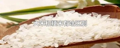 ​大米和粳米有啥区别