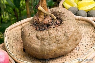 ​震撼丑八怪！高清大图带你走进魔芋的世界，了解它的全部秘密