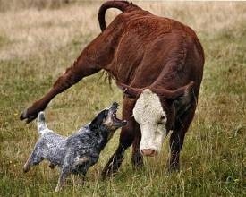 牧羊犬你见多了，但是牧牛犬你见过吗？