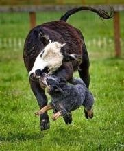 牧羊犬你见多了，但是牧牛犬你见过吗？