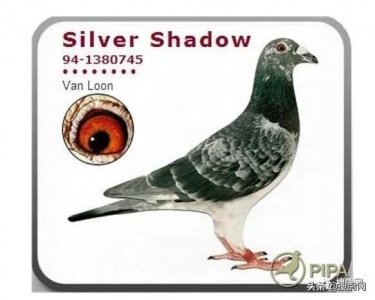 ​“永不过时的鸽系”, 探秘凡龙鸽系