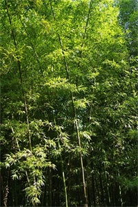 北京紫竹院公园