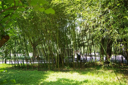 北京紫竹院公园