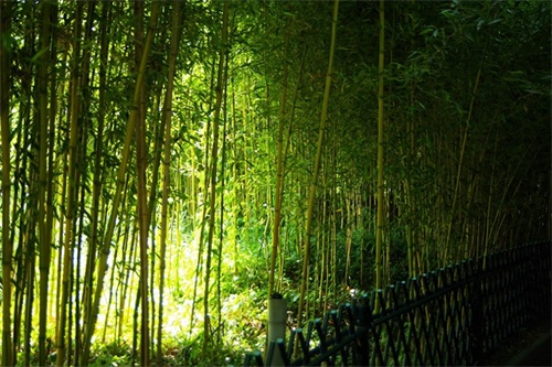 北京紫竹院公园