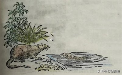 ​俗称“软黄金”的水耗子，全身都有那些“宝”