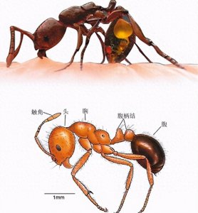 红火蚁位列全球最危险入侵物种,防控难度大,科技战“蚁”在行动