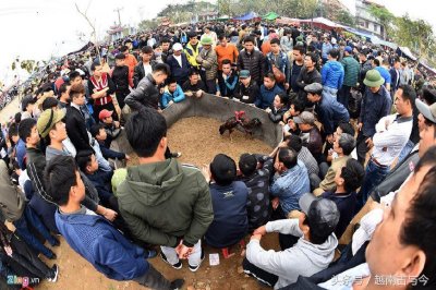 ​越南春节斗鸡大赛场面异常激烈，吸引众多民众欣赏观看