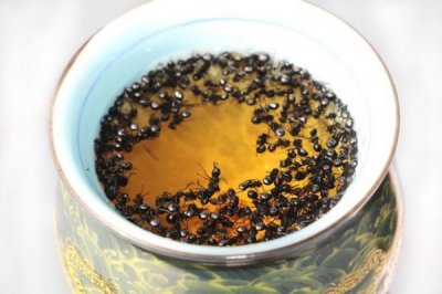 ​蚂蚁泡酒可以用红酒吗怎么泡？蚂蚁泡酒可以用红酒吗为什么