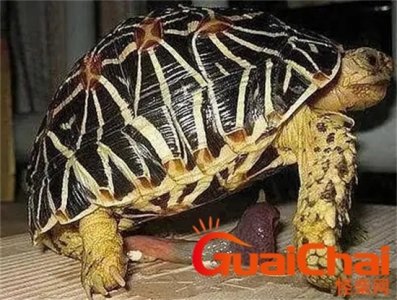 ​动物的丁丁的作用 动物的丁丁有骨头吗