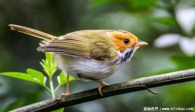 蓝桉已遇释槐鸟什么意思，表白的话(下一句是不爱万物唯爱你)