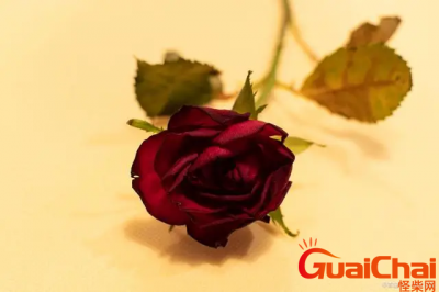 ​玫瑰支数代表的是什么意思？具体含义是什么？