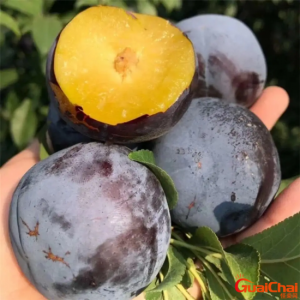 ​恐龙蛋水果 恐龙蛋李子