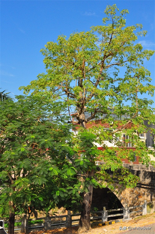 有岭南文化“活化石”之称的 --- 惠州 平海古城