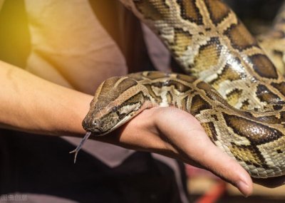 ​养了十几年的蟒蛇害死自己的主人，它们真的冷血到这种地步吗？