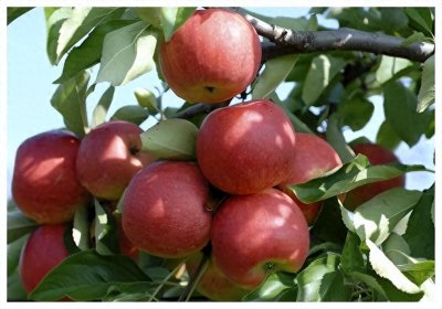 ​全国哪的苹果最好吃？请认准这8个产地，个个甜美清脆，果中珍品