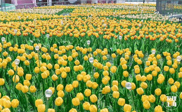 上海一日游最佳景点自由行（上海适合一日游的100个景点）(112)