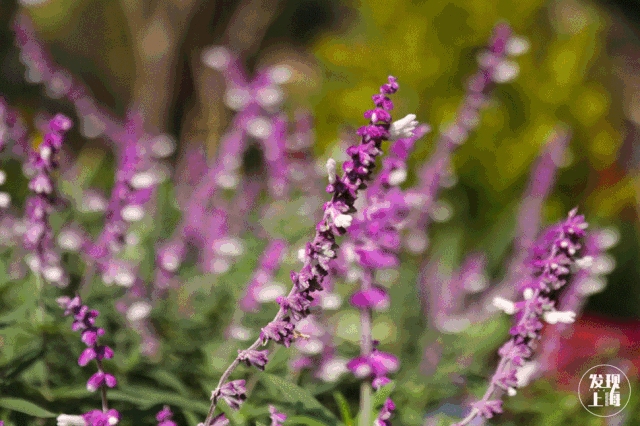 上海一日游最佳景点自由行（上海适合一日游的100个景点）(98)