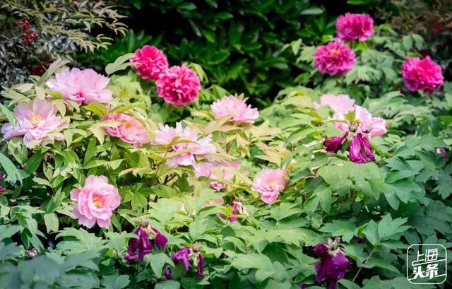 上海一日游最佳景点自由行（上海适合一日游的100个景点）(97)