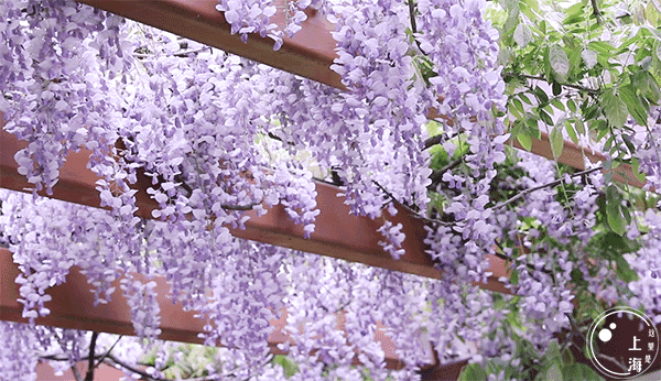 上海一日游最佳景点自由行（上海适合一日游的100个景点）(87)