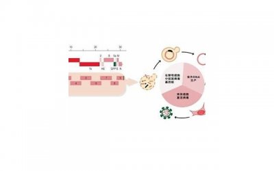 ​英格兰对法国比分预测（英格兰对法国比分预测欢呼吧）
