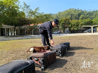 向青:金牌训导员,训出“功勋犬”|致敬中山平安卫士
