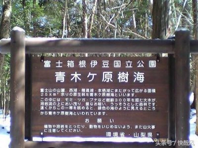 日本富士山深藏上千具尸骨:最美景点成“自杀森林”