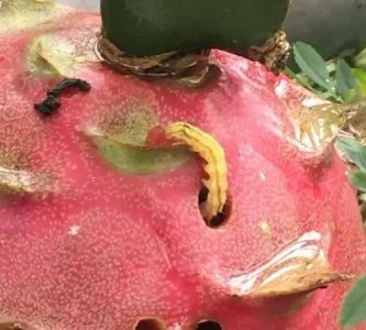 火龙果有虫子是怎么回事,火龙果里面有白虫子怎么回事