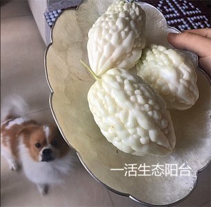 老年人必备的降糖低热量食物--白玉苦瓜,阳台就能种,持续收瓜